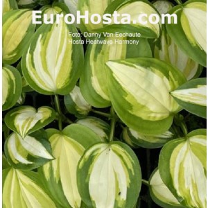hosta Heatwave Harmony