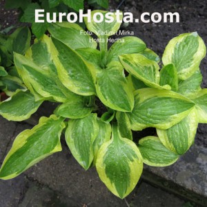 Hosta Hertha