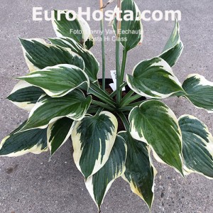 Hosta Hi Class