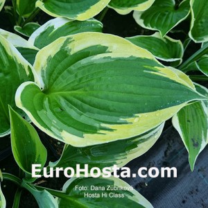 Hosta Hi Class