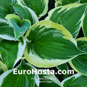 Hosta Hi Class