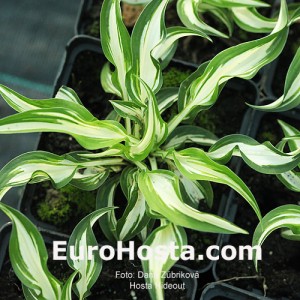 Hosta Hideout - Eurohosta