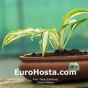 Hosta Hideout - Eurohosta