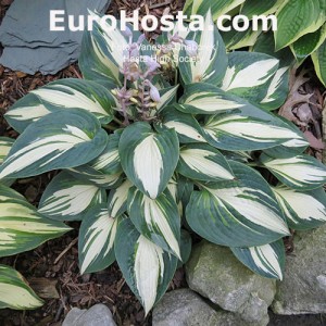 Hosta High Society - Eurohosta