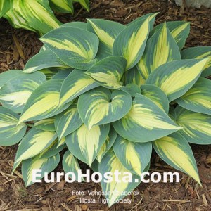 Hosta High Society - Eurohosta