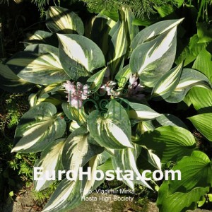 Hosta High Society - Eurohosta