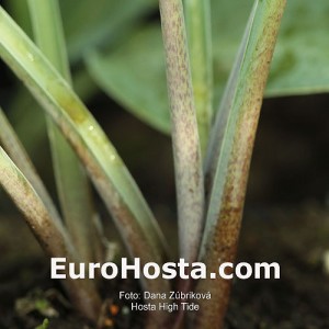 Hosta High Tide - Eurohosta