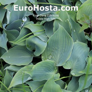 Hosta High Tide - Eurohosta