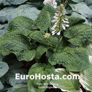 hosta Hogwarts