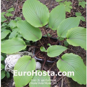 Hosta Holar Mystic Girl
