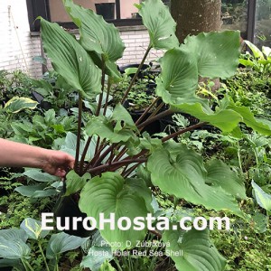 Hosta Holar Red Sea Shell