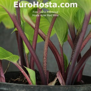 Hosta Holar Red Wine