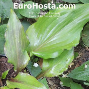 Hosta Holar Sunset Cobra