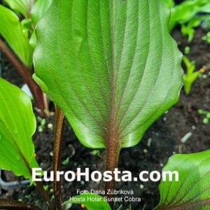 Hosta Holar Sunset Cobra