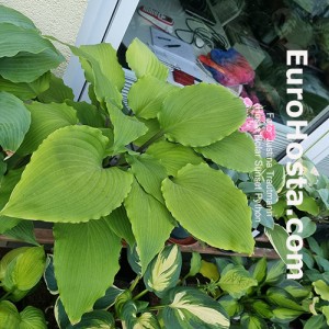 Hosta Holar Sunset Python