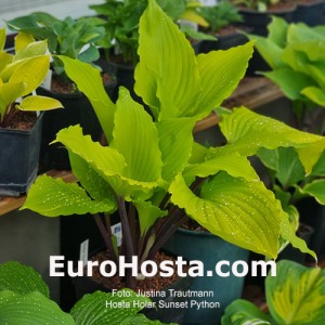 Hosta Holar Sunset Python