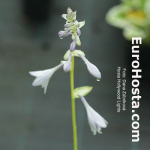 Hosta Hollywoods Lights - Eurohosta