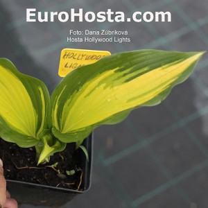 Hosta Hollywoods Lights - Eurohosta