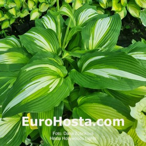 Hosta Hollywoods Lights - Eurohosta