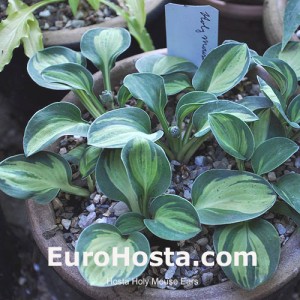 Hosta Holy Mouse Ears - Eurohosta