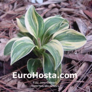 Hosta Holy Mouse Ears - Eurohosta