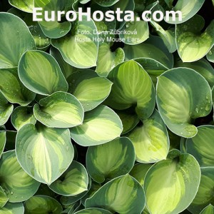 Hosta Holy Mouse Ears 