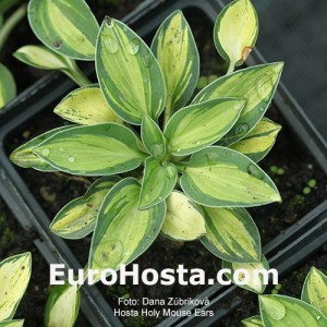 Hosta Holy Mouse Ears 