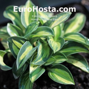 Hosta Holy Mouse Ears - Eurohosta