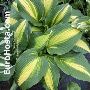 Hosta Hollywoods Lights - Eurohosta