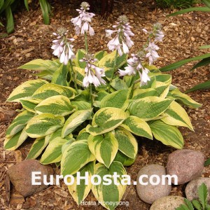 Hosta Honeysong - Eurohosta