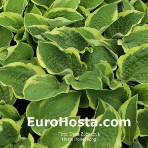Hosta Honeysong - Eurohosta