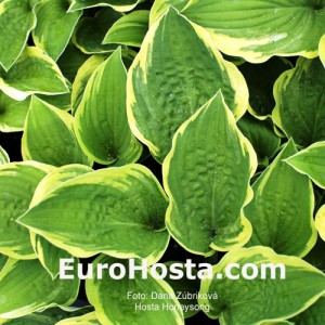 Hosta Honeysong - Eurohosta