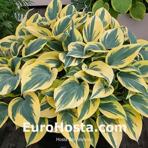 Hosta Ben Vernooij - Eurohosta