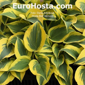 Hosta Ben Vernooij