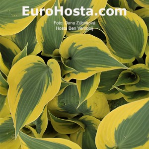 Hosta Ben Vernooij