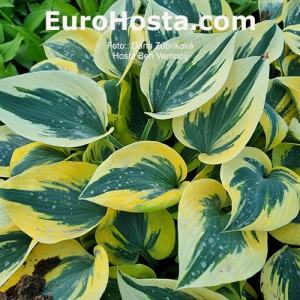 Hosta Ben Vernooij