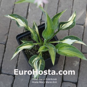 Hosta Mary Ann Marie - Eurohosta