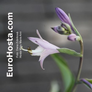 Hosta Mary Ann Marie - Eurohosta