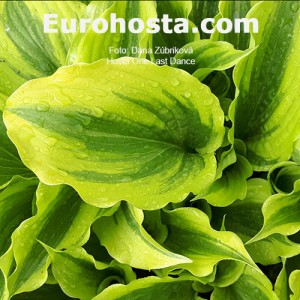 Hosta One Last Dance