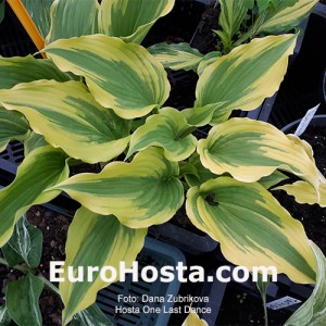 Hosta One Last Dance