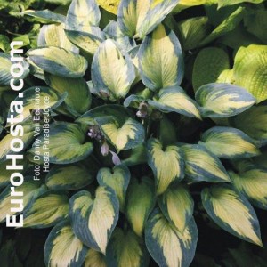 Hosta Paradise Joyce