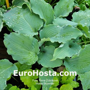 Hosta Skywriter