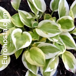 Hosta Heavenly Tiara