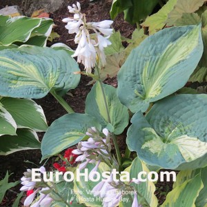 Hosta Hudson Bay - Eurohosta