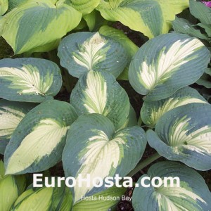 Hosta Hudson Bay - Eurohosta