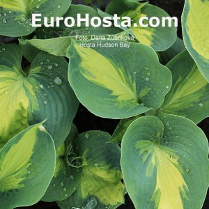 Hosta Hudson Bay - Eurohosta