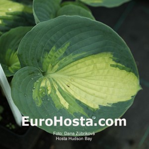 Hosta Hudson Bay - Eurohosta