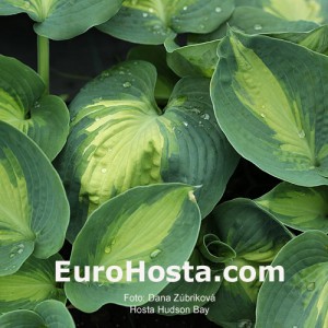 Hosta Hudson Bay - Eurohosta