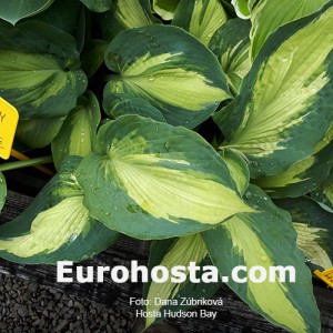 Hosta Hudson Bay - Eurohosta