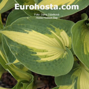 Hosta Hudson Bay - Eurohosta